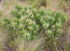Leucadendron sessile