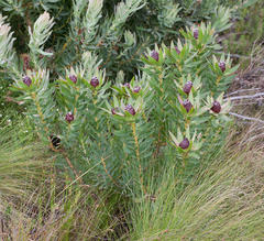Leucadendron sessile