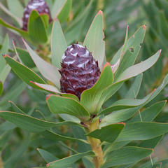 Leucadendron sessile