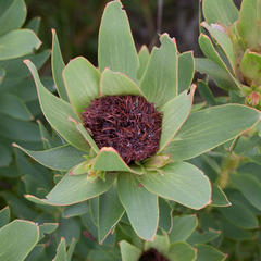 Leucadendron sessile