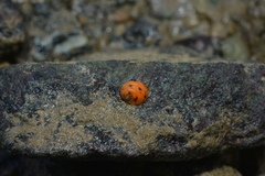Nerita histrio