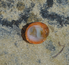 Nerita histrio