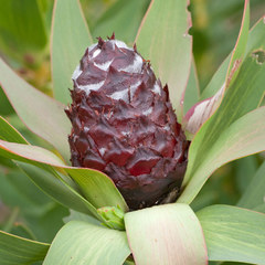 Leucadendron sessile