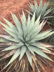 Agave chrysantha