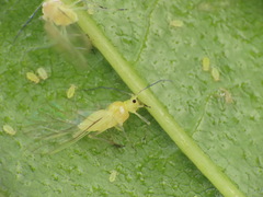 Calaphidina