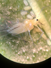 Calaphidina
