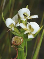 Disa longifolia