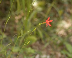 Silene subciliata