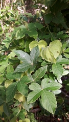 Dalechampia capensis