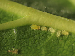 Calaphidina
