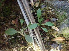 Senecio glaucophyllus