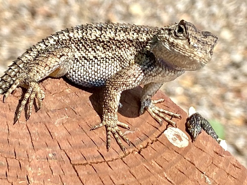 iNaturalist observation photo of Western Fence Lizard