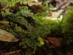 Psoroma asperellum