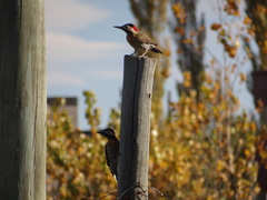 Colaptes melanochloros