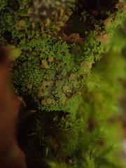 Psoroma asperellum
