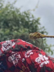 Sympetrum striolatum
