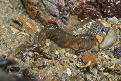 Omobranchus elongatus