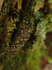 Psoroma asperellum