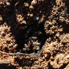 Fulleritermes mallyi