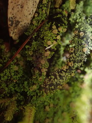 Psoroma asperellum