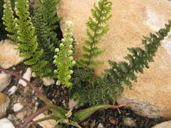 Cheilanthes hirta hirta