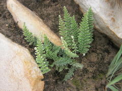Cheilanthes hirta hirta