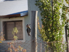 Colaptes melanochloros