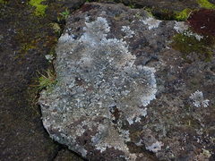 Xanthoparmelia murina