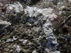 Xanthoparmelia murina