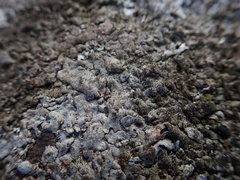 Xanthoparmelia murina