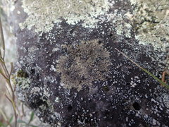 Xanthoparmelia verrucella