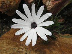 Dimorphotheca montana