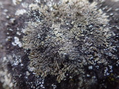 Xanthoparmelia verrucella