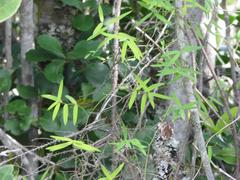 Asparagus volubilis