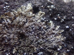 Xanthoparmelia verrucella