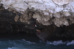 Merganetta armata armata