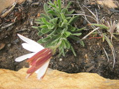 Dimorphotheca montana