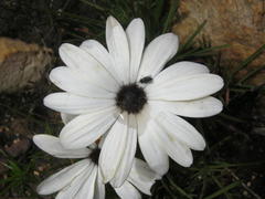 Dimorphotheca montana