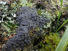 Fuscopannaria subimmixta