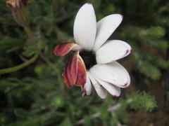 Dimorphotheca montana