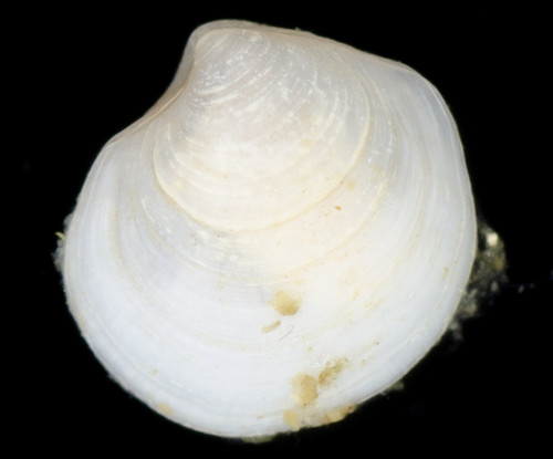 Parvilucina tenuisculpta observed 2017-07-31