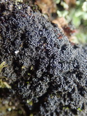 Fuscopannaria subimmixta