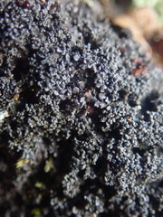 Fuscopannaria subimmixta
