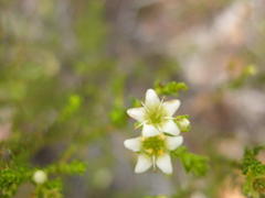 Diosma prama