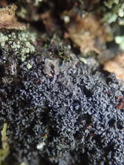 Fuscopannaria subimmixta