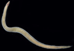 Cerebratulus