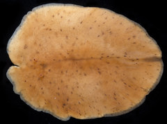 Kaburakia excelsa