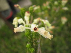 Erica flocciflora