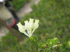 Erica flocciflora