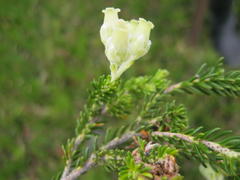 Erica flocciflora